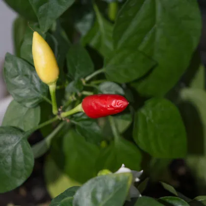 Chilli Little Elf - Capsicum Chinense - semená chilli - 6 ks