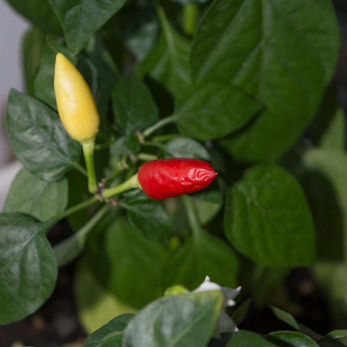 Chilli Little Elf - Capsicum Chinense - semená chilli - 6 ks
