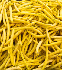 Fazuľa kríčková Golddukat - Phaseolus vulgaris - semená - 20 ks