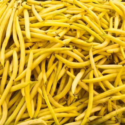 Fazuľa kríčková Golddukat - Phaseolus vulgaris - semená - 20 ks