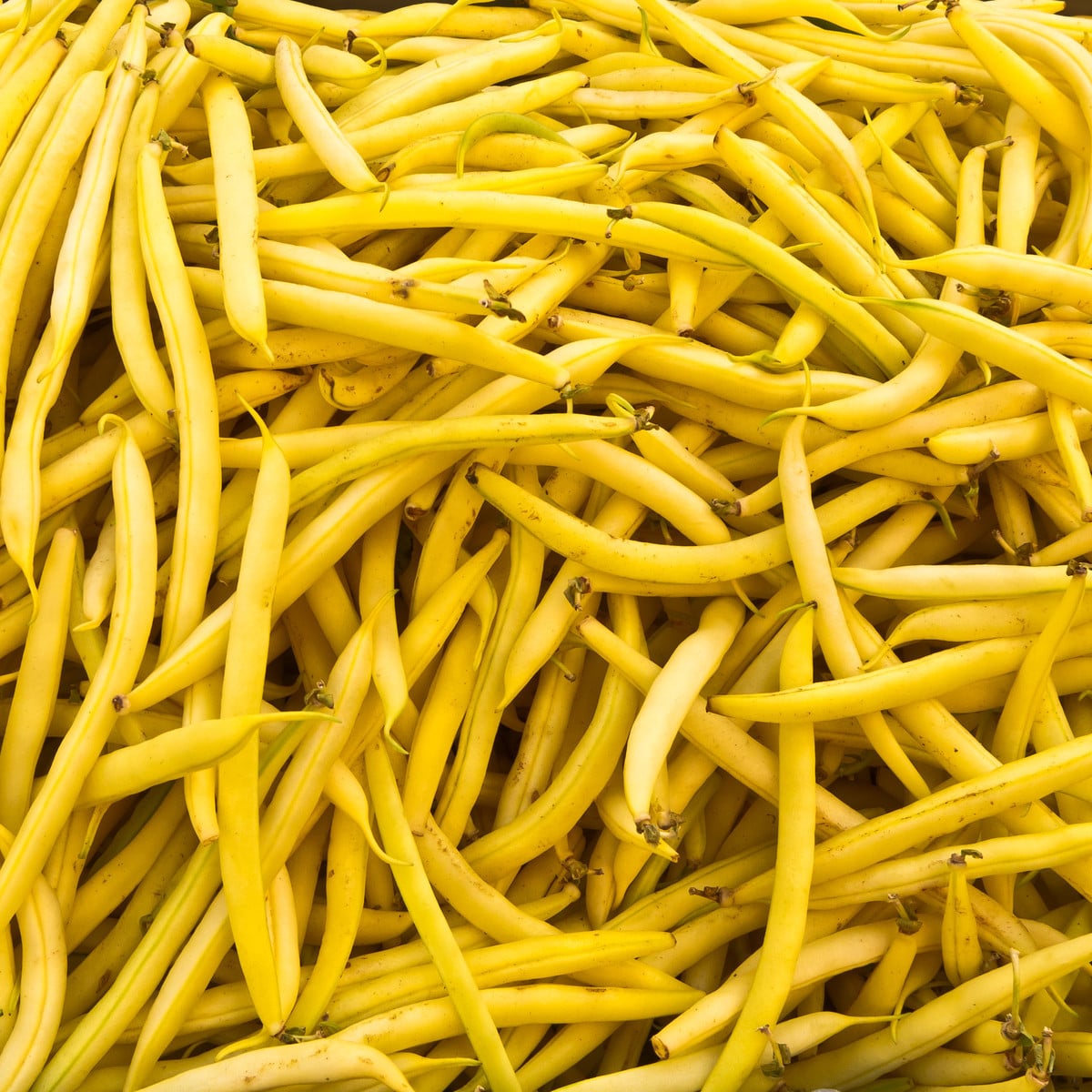 Fazuľa kríčková Golddukat - Phaseolus vulgaris - semená - 20 ks