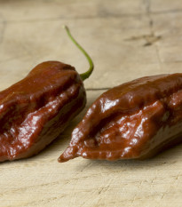Chilli Black Naga - Capsicum Chinense - semená - 6 ks
