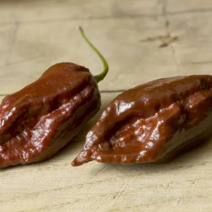 Chilli Black Naga - Capsicum Chinense - semená - 6 ks