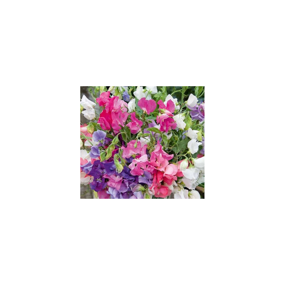 Hrachor vonný Bijou zmes - Lathyrus odoratus - semená hrachora - 16 ks