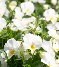 Sirôtka Schweizer Riesen Firnenschnee - Viola wittrockiana - semená sirôtky - 200 ks