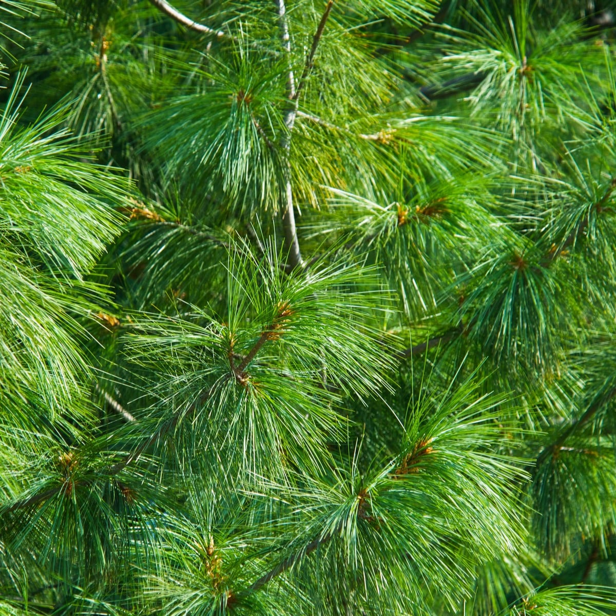 Borovica Roxburghova - Pinus roxburhii - semená borovice - 5 ks