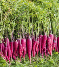 Mrkva Purple Dragon - netradičná - Daucus carota - semená - 80 ks