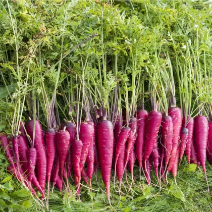 Mrkva Purple Dragon - netradičná - Daucus carota - semená - 80 ks