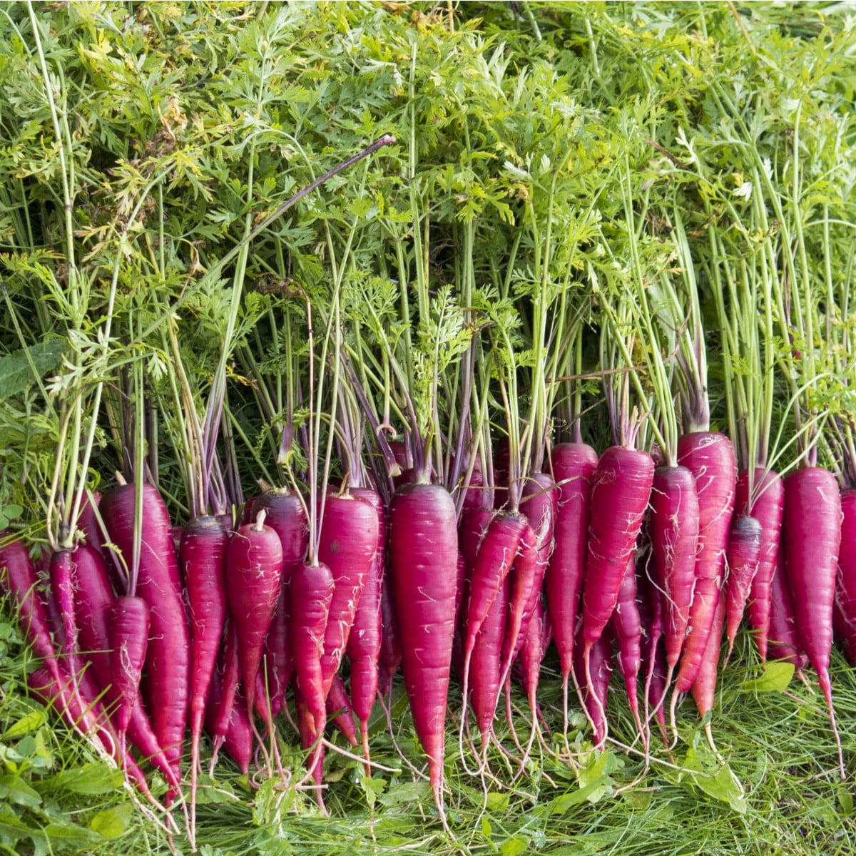 Mrkva Purple Dragon - netradičná - Daucus carota - semená - 80 ks