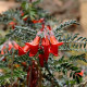 Africká bylina - Lessertia frutescens - semená bylinky - 4 ks