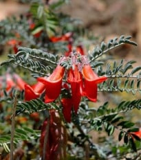 Africká bylina - Lessertia frutescens - semená bylinky - 4 ks