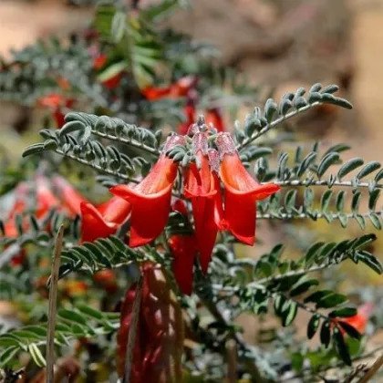 Africká bylina - Lessertia frutescens - semená bylinky - 4 ks
