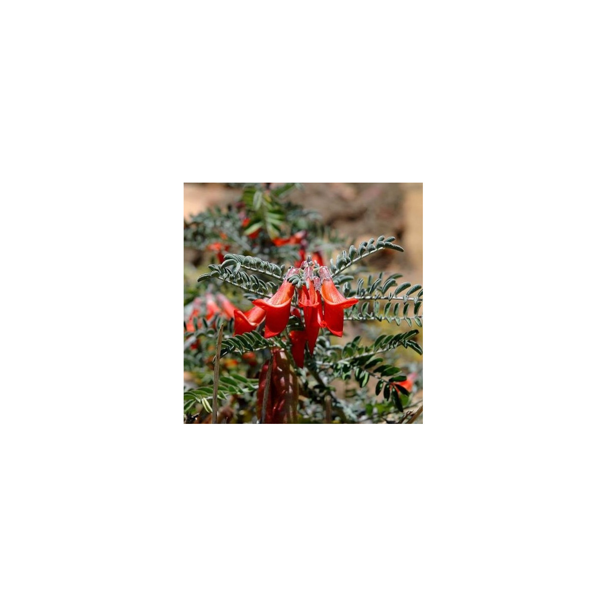 Africká bylina - Lessertia frutescens - semená bylinky - 4 ks