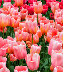 Tulipán Menton - cibule tulipánu - cibuľky - 3 ks