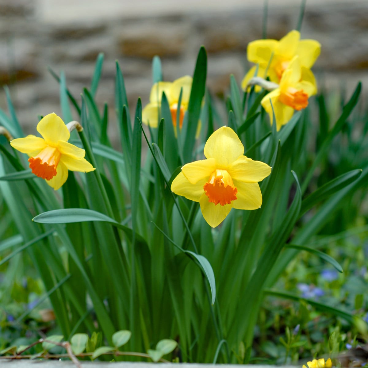 Narcis Jetfire - Narcissus L. - cibuľoviny - 3 ks