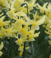 Narcis Hawera - predaj cibuľovín - narcisy - 3 ks