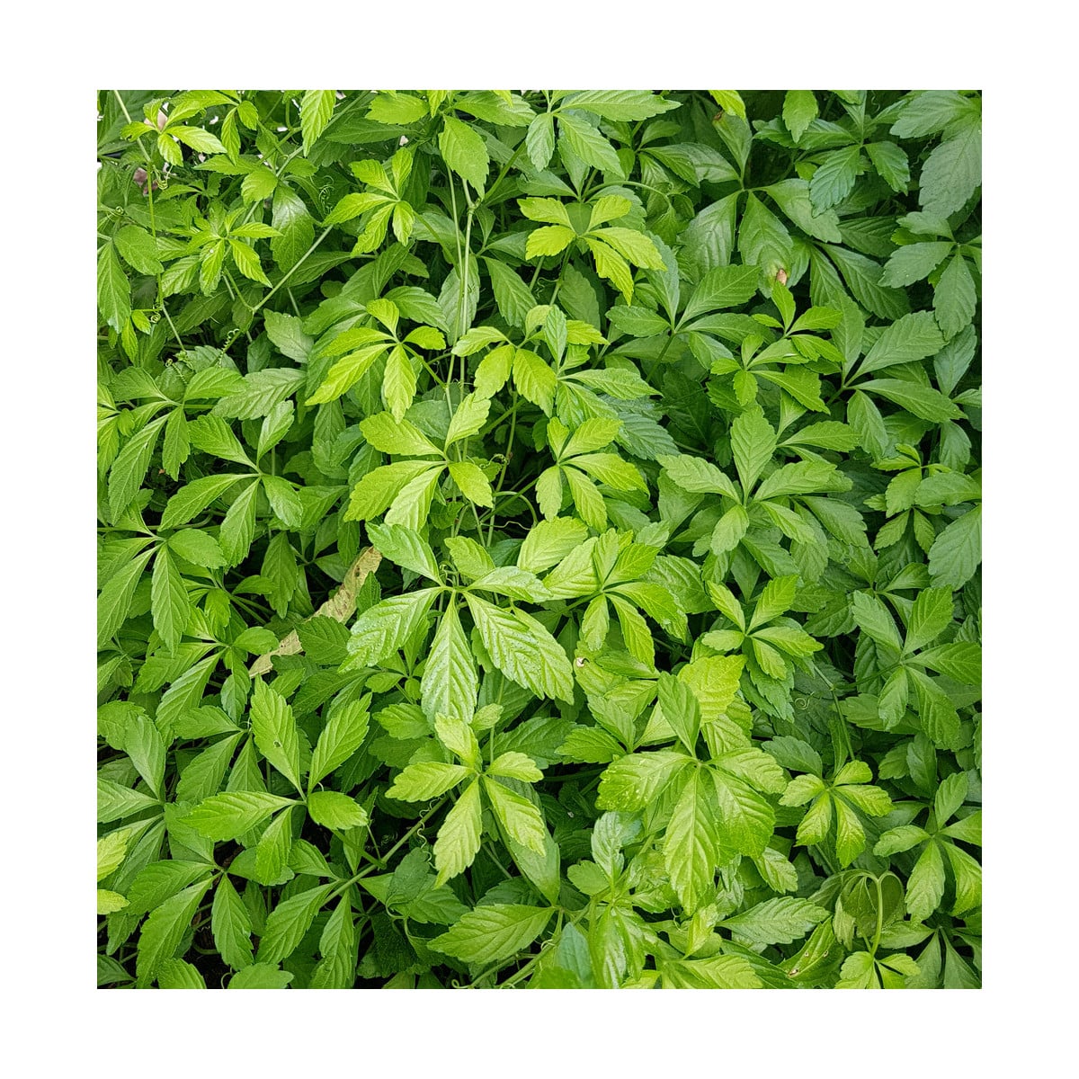 Ženšen päťlistý - Gynostemma pentaphyllum - semená ženšena - 7 ks