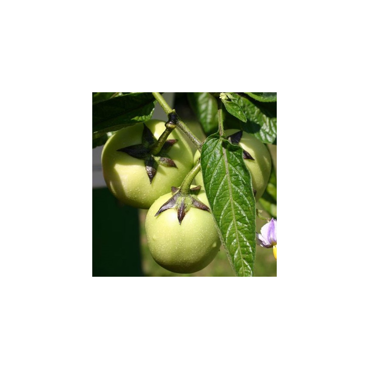 Pepino - Solanum muricatum - semená - 5 ks