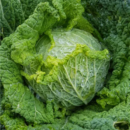 Kel hlávkový na rýchlenie Raketa - Brassica oleracea var. sabauda - semená kelu - 250 ks