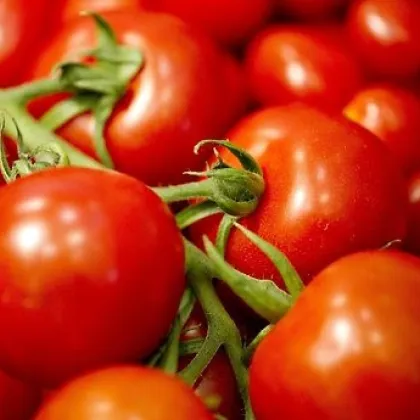 Paradajka Mercedes F1 - Solanum lycopersicum - semená paradajky - 5 ks