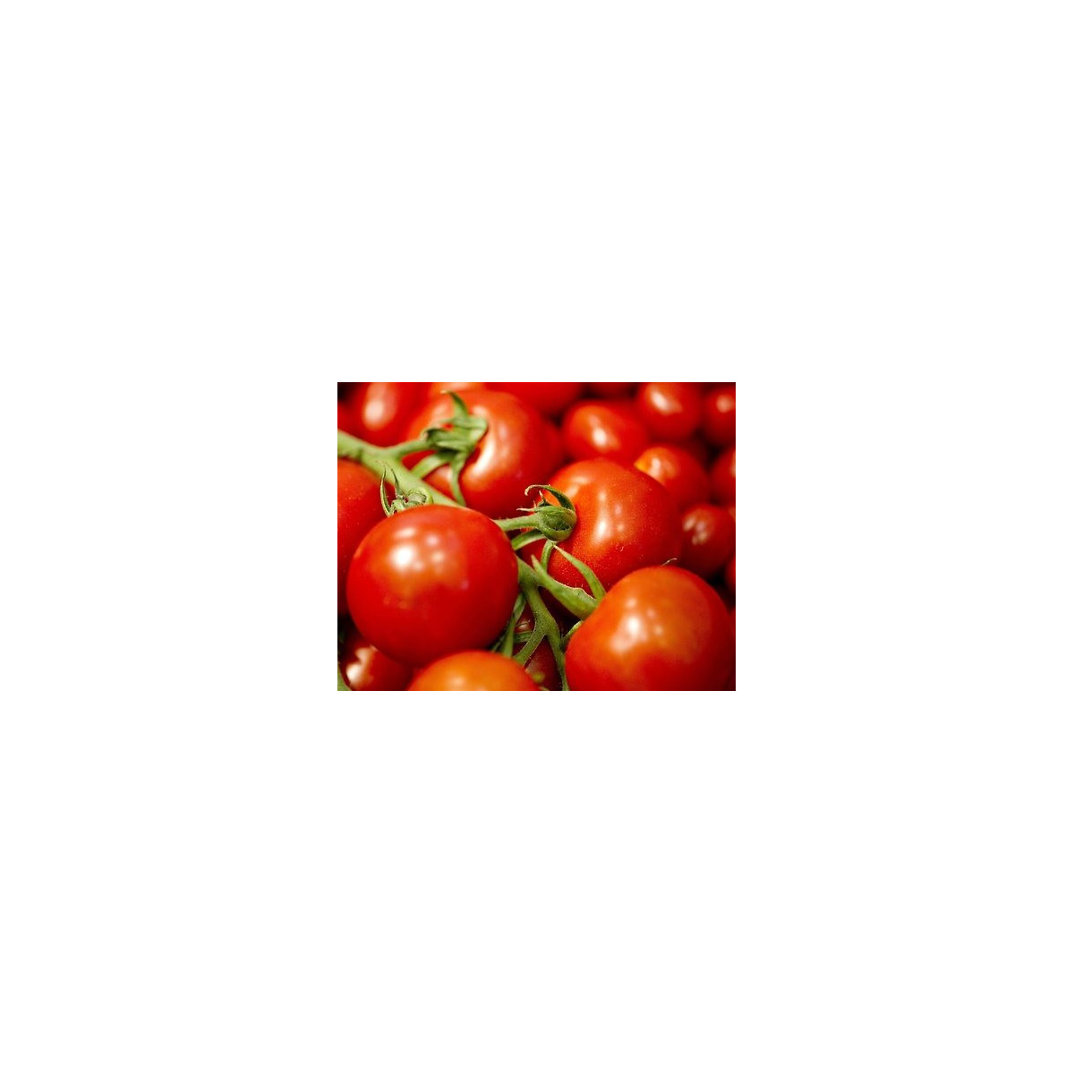 Paradajka Mercedes F1 - Solanum lycopersicum - semená paradajky - 5 ks