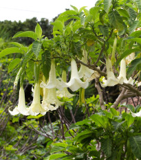 Durman - Anjelské trúbky krémové - Brugmansia arborea - semená - 5 ks