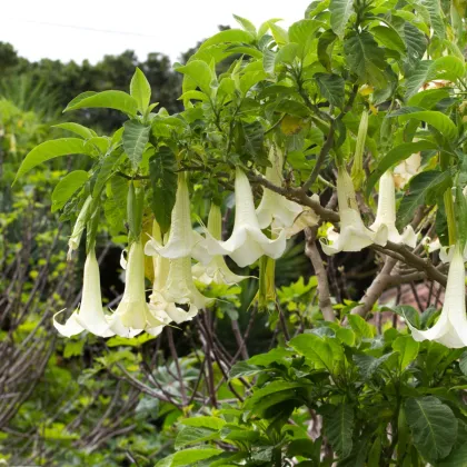 Durman - Anjelské trúbky krémové - Brugmansia arborea - semená - 5 ks
