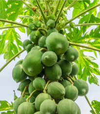 Papája melónová červená - Carica papaya - semená papáje - 5 ks