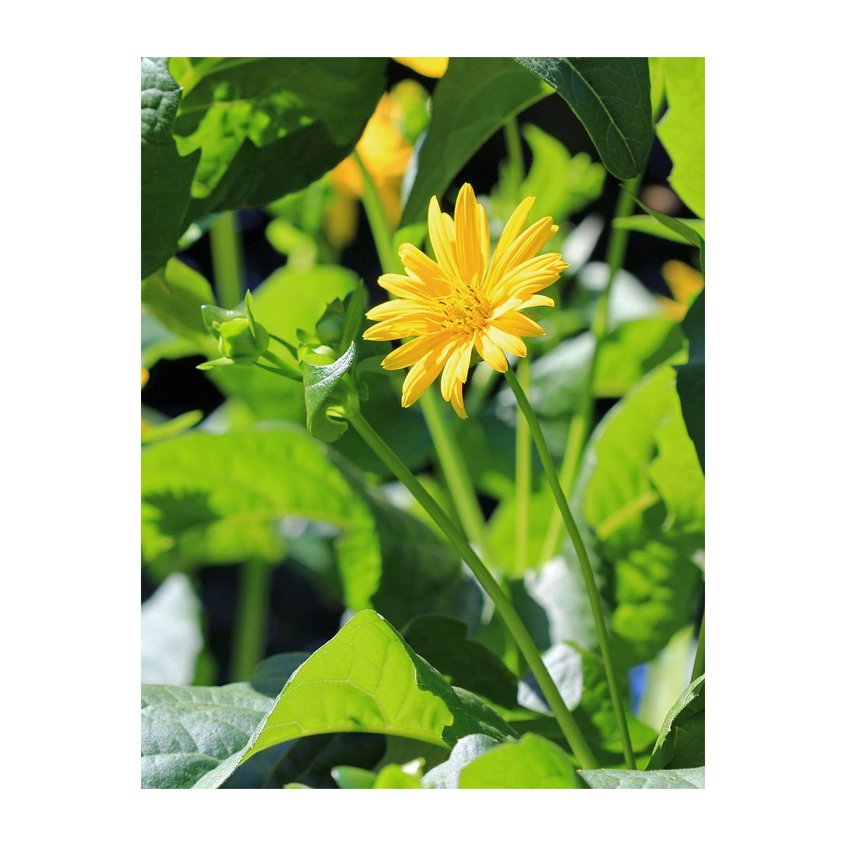 Silfium zrastenolisté - Silphium perfoliatum - semená silfiuma - 8 ks