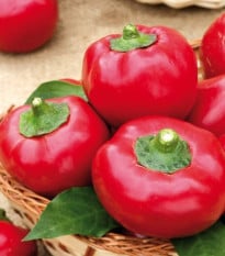 Rajčiaková paprika Topgirl - Capsicum annuum - semená - 7 ks