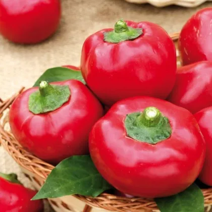 Rajčiaková paprika Topgirl - Capsicum annuum - semená - 7 ks