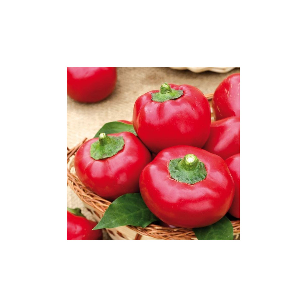 Rajčiaková paprika Topgirl - Capsicum annuum - semená - 7 ks