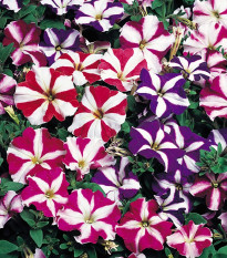 Petúnia nízka Stars mix - Petunia nana compacta - semená - 20 ks