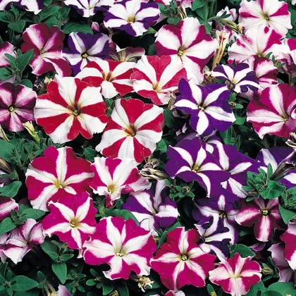 Petúnia nízka Stars mix - Petunia nana compacta - semená - 20 ks