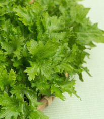 Horčica Wasabina - Brassica Juncea - semená horčice - 120 ks