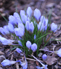Krókus Blue Pearl - Crocus chrysanthus - šafrán - hľuzy krókusu - 3 ks