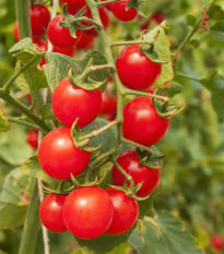 Paradajky cherry červená - Solanum lycopersicum - semená paradajky - 6 ks