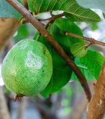 Guajava jablková - guava - Psidium guajava - semená guavy - 4 ks