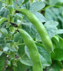 Bôb záhradný Piccola - Vicia faba - semená - 20 ks