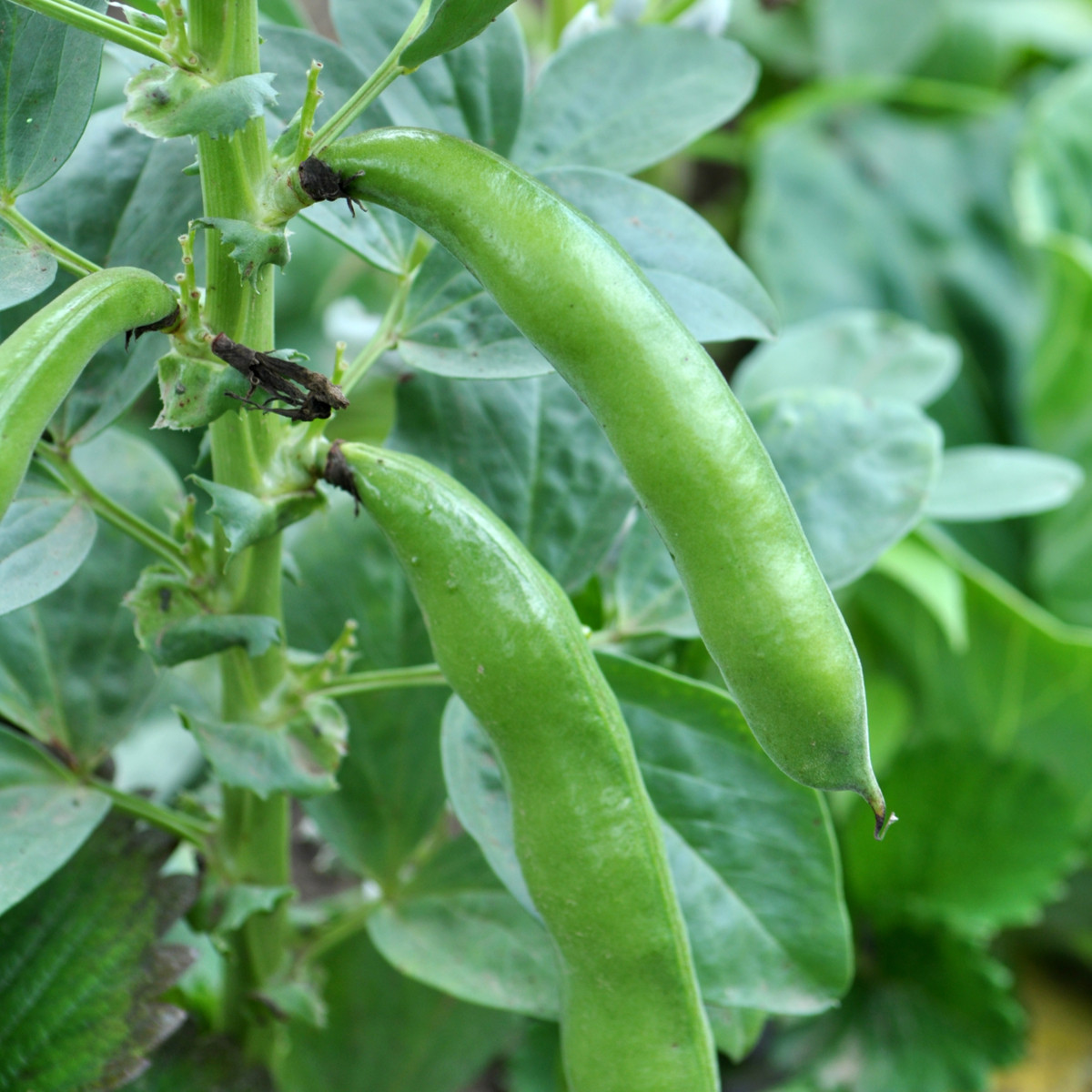 Bôb záhradný Piccola - Vicia faba - semená - 20 ks