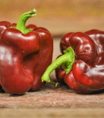 Paprika Hnedá Kráska - Capsicum annuum - semená - 9 ks