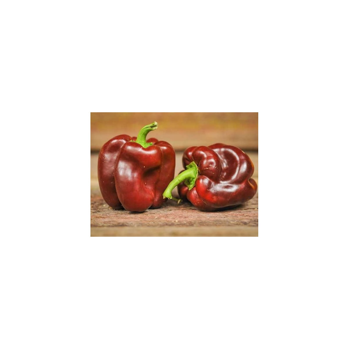 Paprika Hnedá Kráska - Capsicum annuum - semená - 9 ks