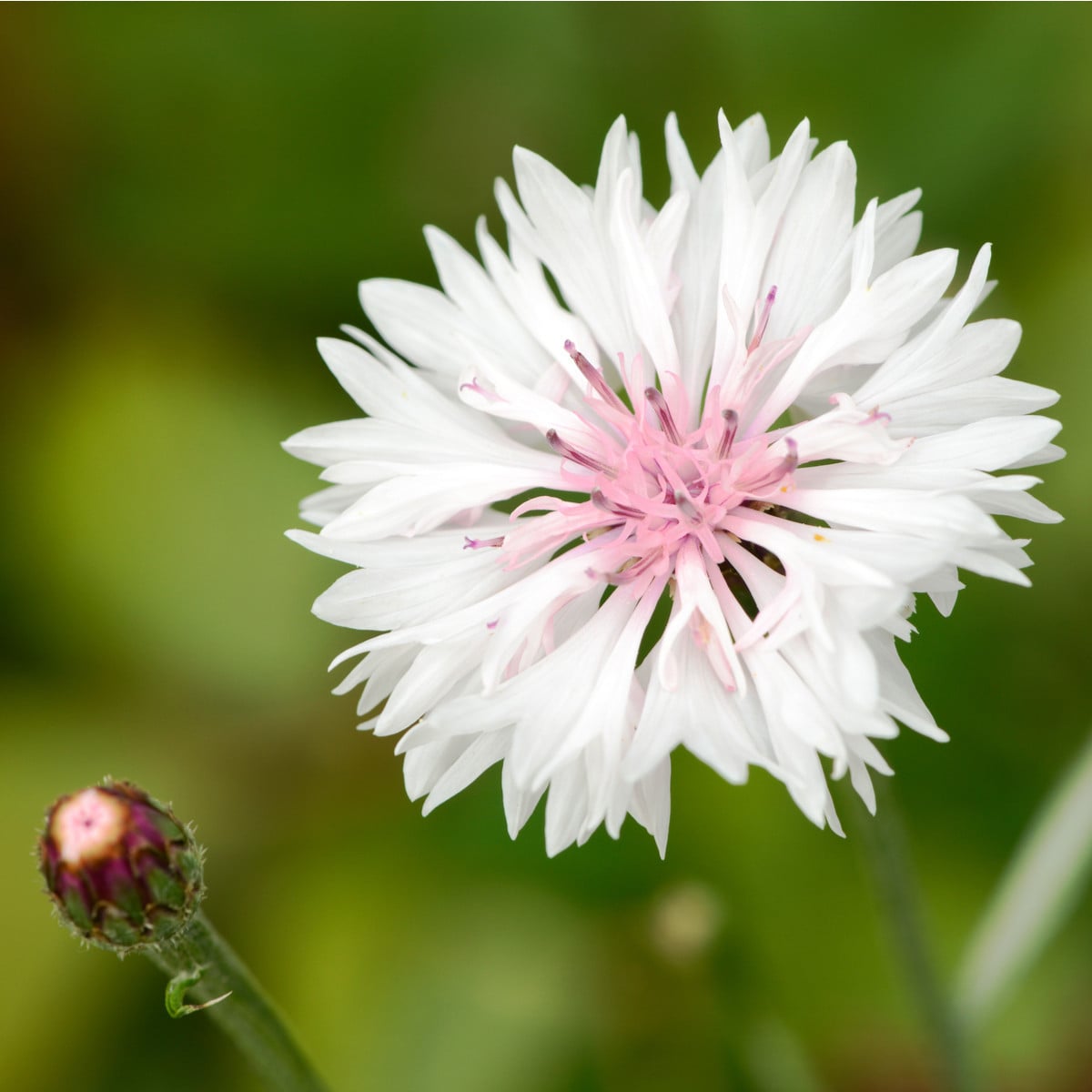 Nevädza poľná ružová - Centaurea cyanus - semená nevädze - 0,3 g