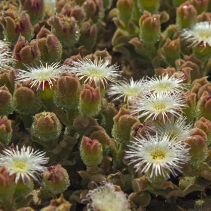 Poludňovka trblietavá - Mesembryanthemum crystallinum - semená poludňovky - 300 ks