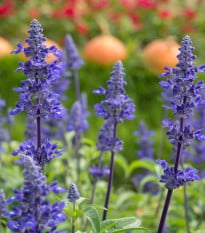 Šalvia modrá - Salvia farinacea - semená šalvie - 30 ks
