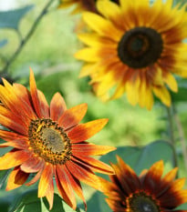 Slnečnica Fantázia Mix F1 - Helianthus annuus - semená slnečnice - 6 ks