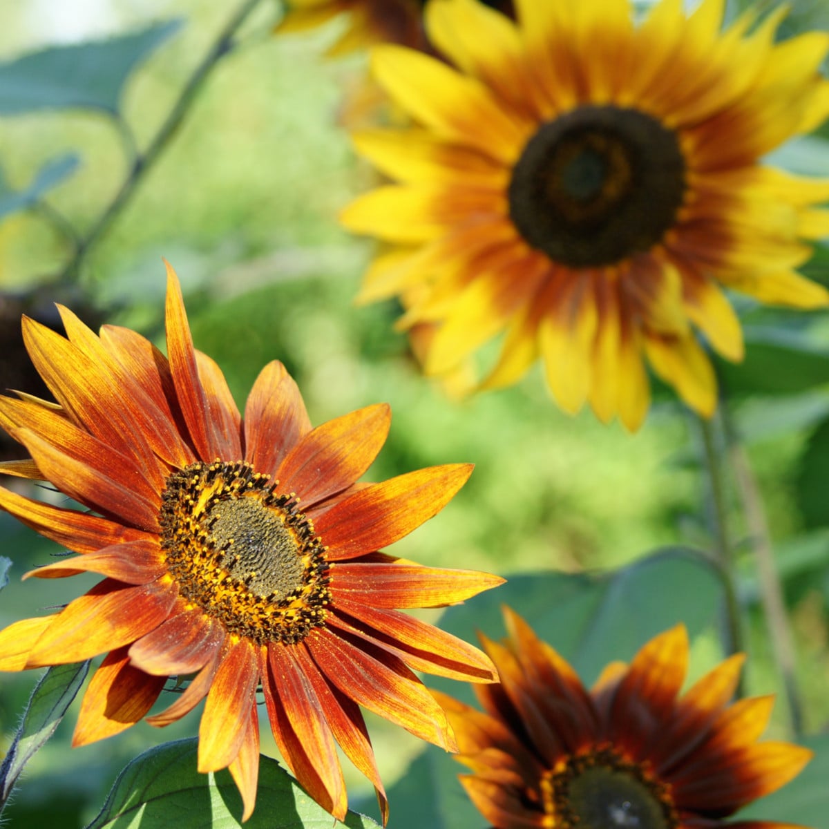 Slnečnica Fantázia Mix - Helianthus annuus - semená slnečnice - 6 ks