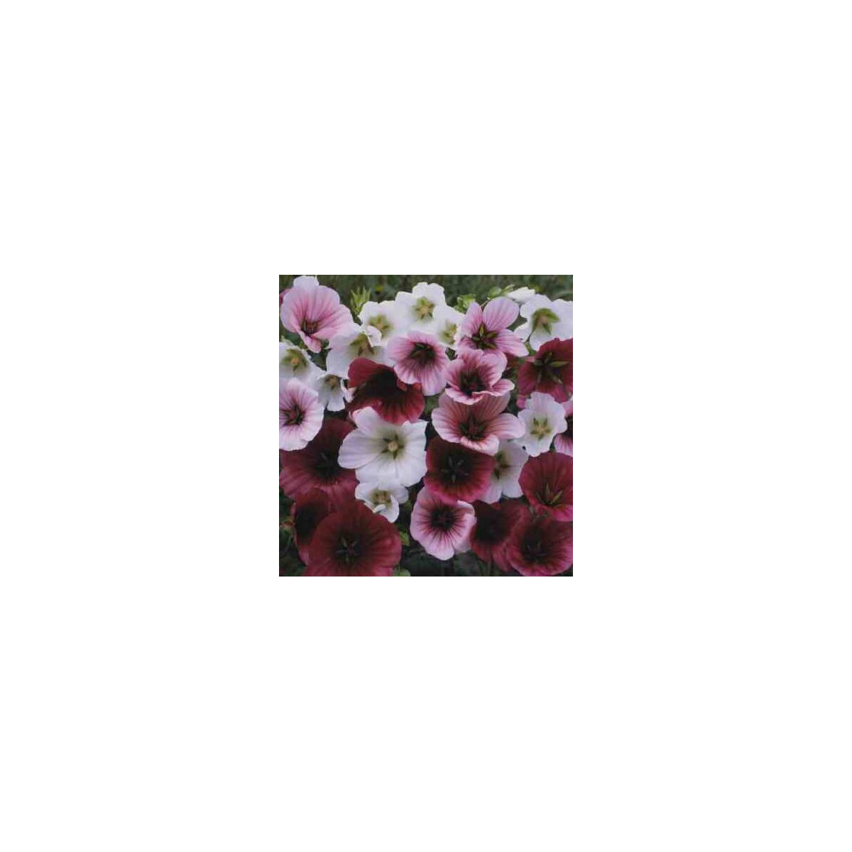Slezovka trojklanná zmes farieb - Malope trifida - semená - 30 ks