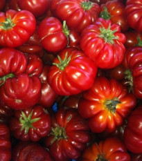 Paradajka Costoluto Fiorentino - Solanum lycopersicum - semená paradajky - 7 ks