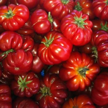 Paradajka Costoluto Fiorentino - Solanum lycopersicum - semená paradajky - 7 ks